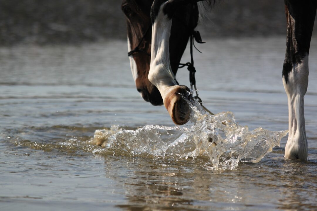 Close up of horse splashing in a stream or big puddle. Dark coloured horse. Only his nose and two front feet can be seen. White hooves, stocking markings on both legs visible. Wearing a thin western style rope halter.