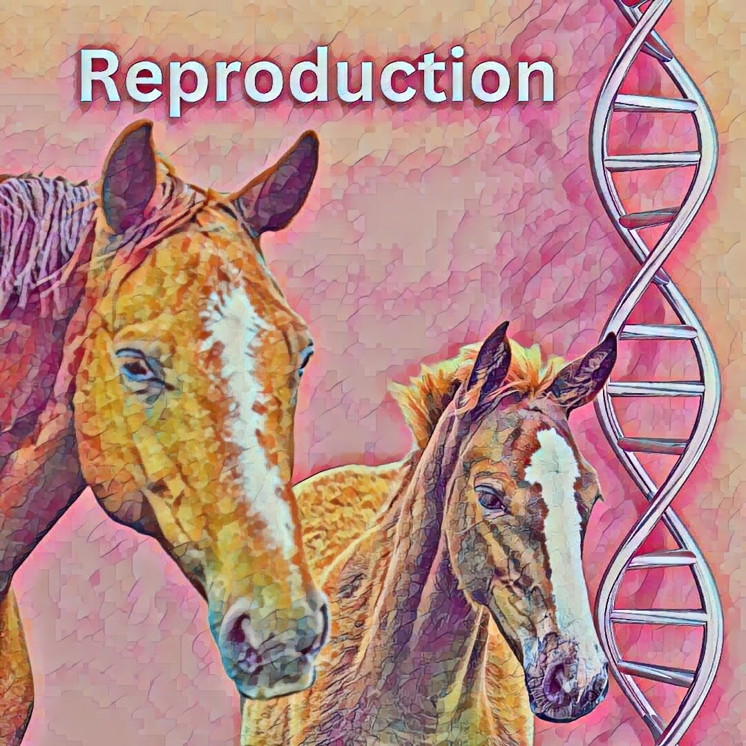 Stylised dam and foal on a pink background. A strand on DNA is next to the foal. Caption says "Reproduction".