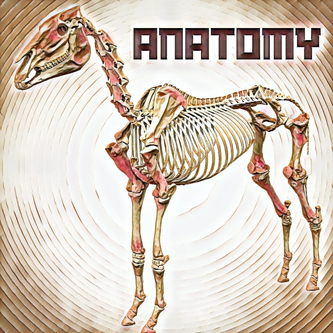 Horse skeleton standing in a pattern of concentric circles. Caption says "Anatomy".